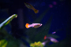 Albino Kohaku Guppy Male