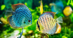 Red Spotted Green Discus