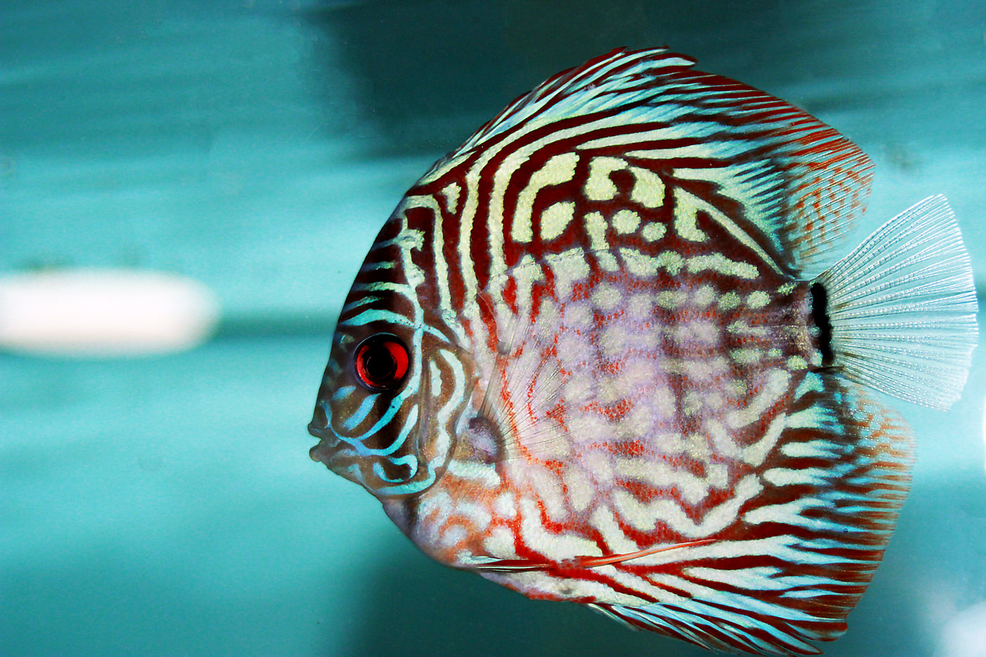 Red Diamond Discus