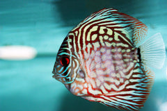 Red Diamond Discus