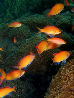 Dispar Anthias - Medium