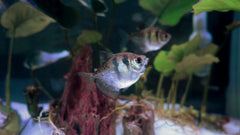 Tetra Black Widow