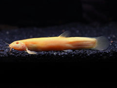 Dojo Loach