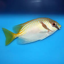 Double Bar Rabbitfish - Medium