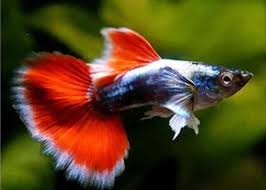 Guppy - Santa Claus