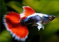 Guppy - Santa Claus