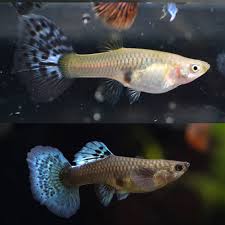Guppy Female Blue Mosaic Tail