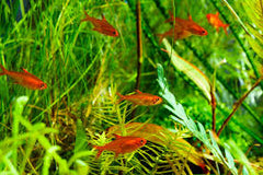 Ember Tetra School Pack
