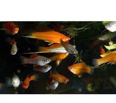 Swordtail Starter Pack