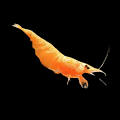 Fire Orange Shrimp