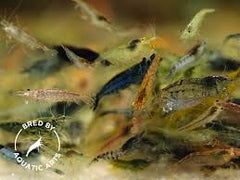 Shrimp Cleanup Crew Bundle