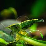 Emerald Green Shrimp