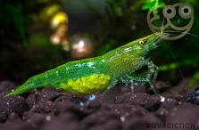 Emerald Green Shrimp