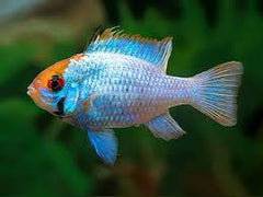 Electric Blue Ramirezi