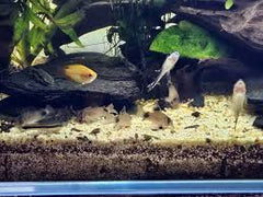 Corydoras School Pack