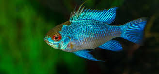 Electric Blue Ramirezi