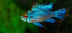 Electric Blue Ramirezi