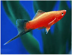 Velvet Wag Swordtail