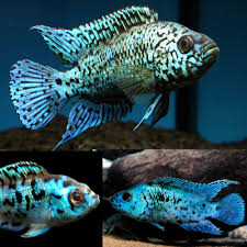 Elecric Blue Jack Dempsey