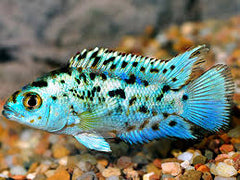 Elecric Blue Jack Dempsey