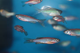 Danio Zebra Pink