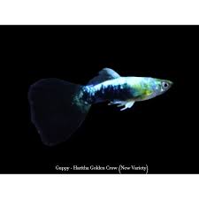Guppy - Haritha Golden Crow