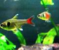 Golden Phantom Tetra