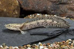 Endlicheri Polypterus Tank Raised