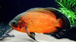 Pigeon Snake Skin Discus