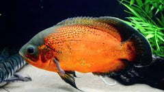 Pigeon Snake Skin Discus