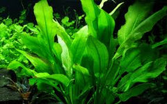 Echinodorus Amazonicus