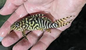 Syno. Angelicus X Eupterus Catfish Hybrid