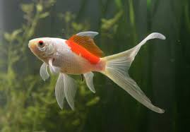 Sarassa Comet Goldfish