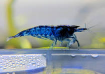 Dream Blue Shrimp