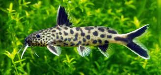 Synodontis Petricola Catfish Florida