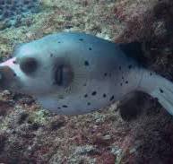 Dog Face Gray Puffer Black Spotted