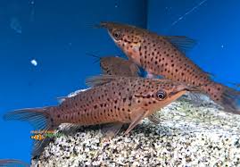 Porthole Catfish