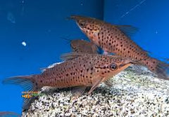 Porthole Catfish