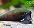 Devil Faunus Snail