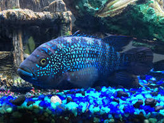 Elecric Blue Jack Dempsey