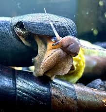 Devil Faunus Snail