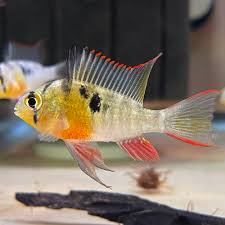 Platinum Ramirezi