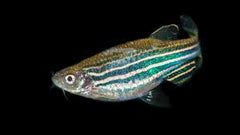Danio Zebra Short Fin