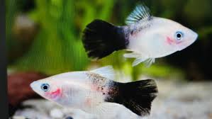 Panda Platy