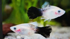 Panda Platy