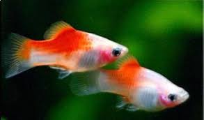 Red Top White Crescent Platy