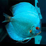 Cobalt Blue Discus