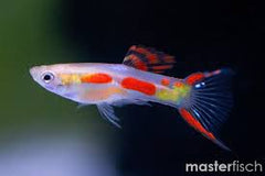 Guppy Calico Endler
