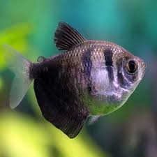 Longfin Black Skirt Tetra