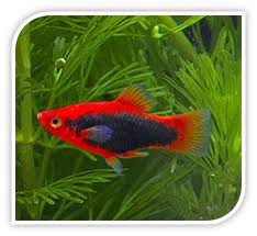 Red Tuxedo Platy
